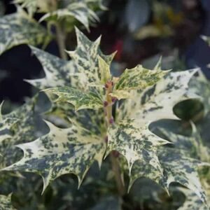 Osmanthus heterophyllus 'Goshiki' (v) 30-40 cm